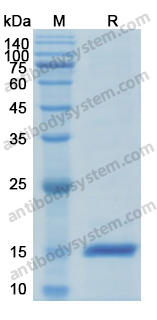 Recombinant Human ANG Protein, N-His