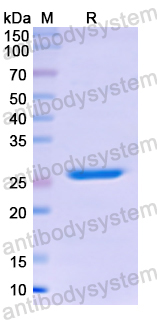 Recombinant Human F11 Protein, N-His