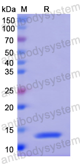 Recombinant Human AMH Protein, N-His