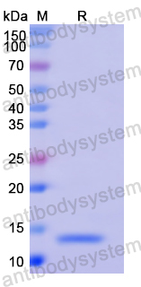 Recombinant Human AMH Protein, N-His