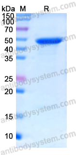 Recombinant Human HMGCR Protein, N-His