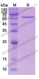 CAT/Catalase