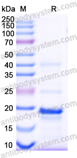 Recombinant Human RLN2 Protein, N-His