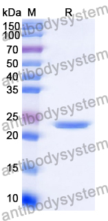 Recombinant Human RLN2 Protein, N-His-SUMO