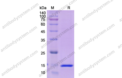 Recombinant Human CSF2/GM-CSF Protein, C-His