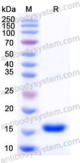 Recombinant Human CSF2/GM-CSF Protein, C-His