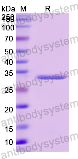 Recombinant Human HRG Protein, N-His