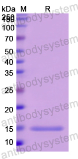 Recombinant Human CD90/THY1 Protein, N-His