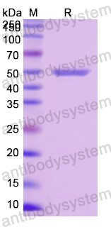 Recombinant Human SEMG1 Protein, N-His