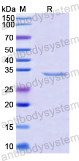 Recombinant Human SEMG1 Protein, N-GST & C-His