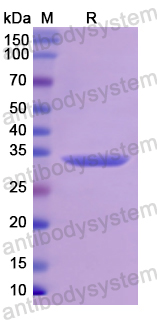 Recombinant Human PRM1 Protein, N-GST