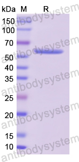 Recombinant Human CAPNS1 Protein, N-GST