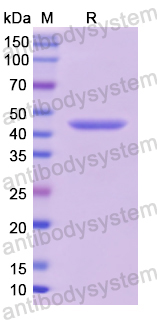 Recombinant Human TP53/p53 Protein, N-His