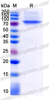 Recombinant Human TP53/p53 Protein, N-GST