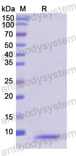 Recombinant Human MT1A Protein, N-His