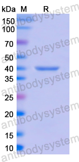 Recombinant Human H2AC4 Protein, N-GST