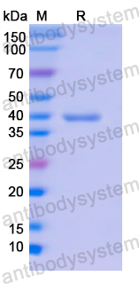 Recombinant Human CD236/GYPC Protein, N-GST