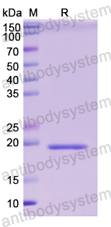 Recombinant Human IFNA4 Protein, N-His