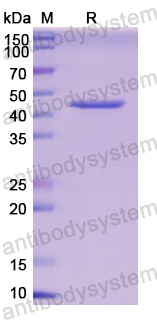 Recombinant Human CHGB Protein, N-His