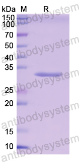 Recombinant Human APP Protein, N-GST