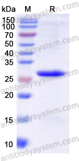 Recombinant Human CD61/ITGB3 Protein, N-His