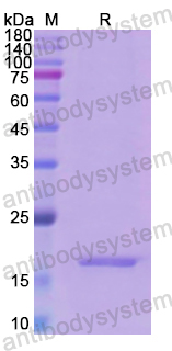 Recombinant Human INHA Protein, N-His