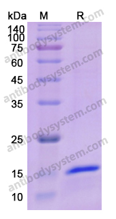 Recombinant Human IL5 Protein, N-His