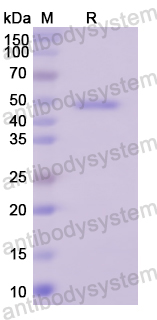 Recombinant Human SERPINB2 Protein, N-His