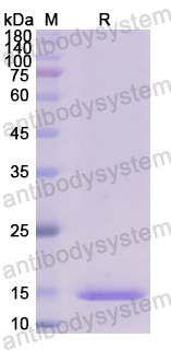 Recombinant Human SERPING1 Protein, N-His