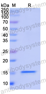 Recombinant Human LGALS2 Protein, N-His