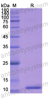 Recombinant Human MPO Protein, N-His