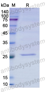 Recombinant Human CYP1A2 Protein, N-His