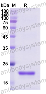 Recombinant Human FGF1 Protein