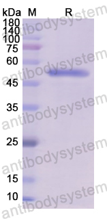 Recombinant Human CD54/ICAM1 Protein, N-His