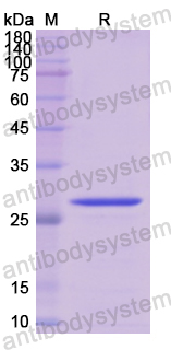 Recombinant Human JUN Protein, N-His