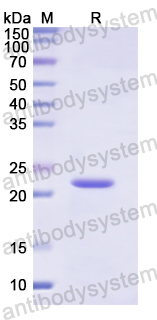 Recombinant Human CLEC3B Protein, N-His