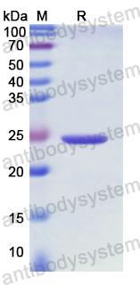 Recombinant Human CD220/INSR Protein, N-His