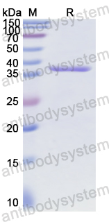 Recombinant Human CCK Protein, N-GST