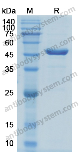 Recombinant Human APOA4 Protein, N-His