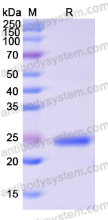 Recombinant Human EIF4E Protein, N-His