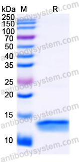 Recombinant Human ENO1 Protein, N-His