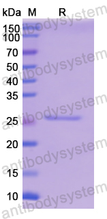 Recombinant Human GPI Protein, N-His