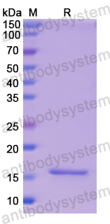 Recombinant Human NPM1 Protein, N-His