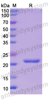 Recombinant Human CD51/ITGAV Protein, N-His