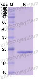 Recombinant Human TPO Protein, N-His