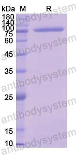 Recombinant Human CD141/THBD Protein, N-GST