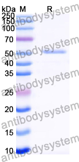 Recombinant Human CD141/THBD Protein, N-His