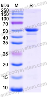 Recombinant Human P4HB Protein, N-GST