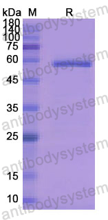 Recombinant Human CD115/CSF1R Protein, N-His