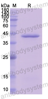 Recombinant Human C8B Protein, N-His